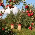apples, orchard, apple trees