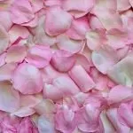 rose petals, pink, background
