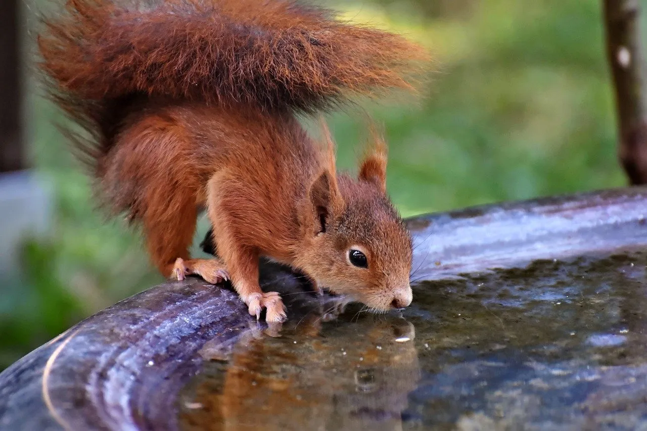 red squirrel, squirrel, rodent