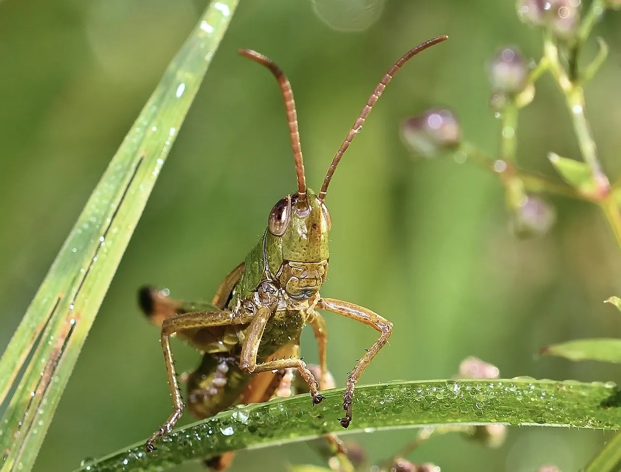 grasshopper, insect, meadow