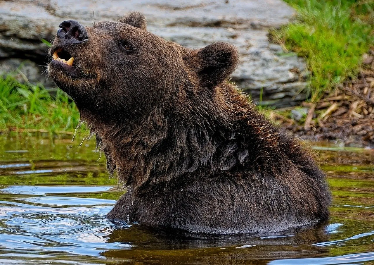 brown bear, grizzly bear, bear